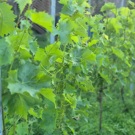 Weingut Lahmer August Rebstock