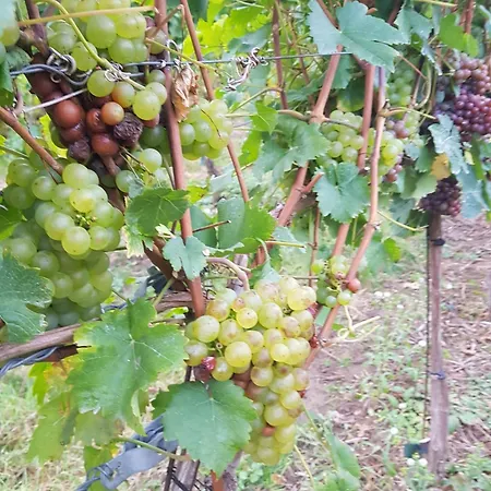 Weingut Lahmer August Rebstock Kretzschau