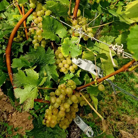 דירה Weingut Lahmer August Rebstock Kretzschau