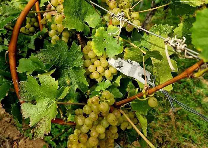 Lägenhet Weingut Lahmer August Rebstock Kretzschau