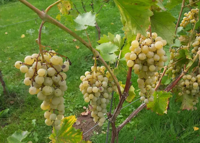 Lägenhet Weingut Lahmer August Rebstock Kretzschau