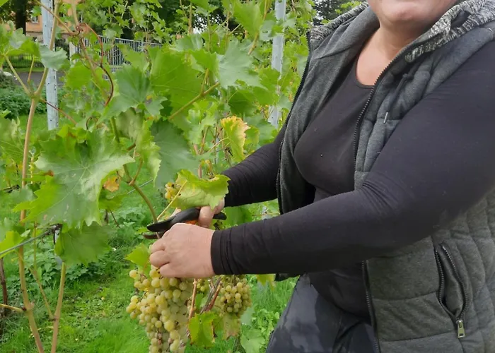 Lägenhet Weingut Lahmer August Rebstock *